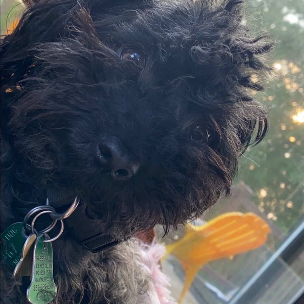 Meet your Posher, Regina